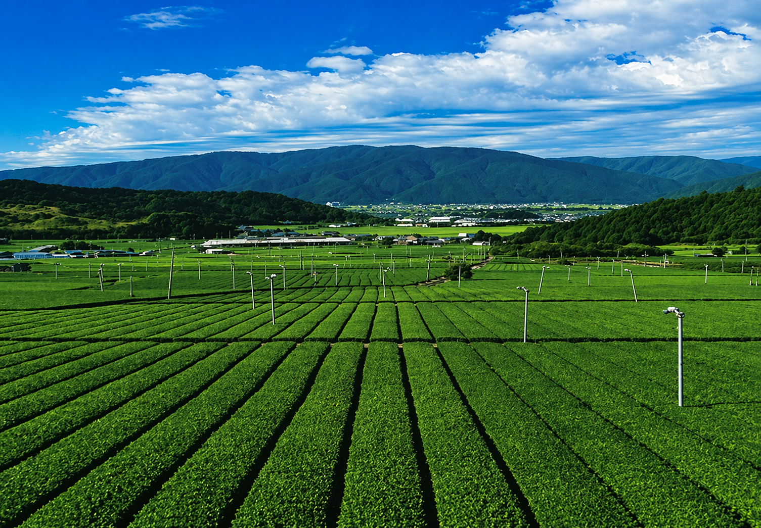 Tea fields in Gifu Prefecture